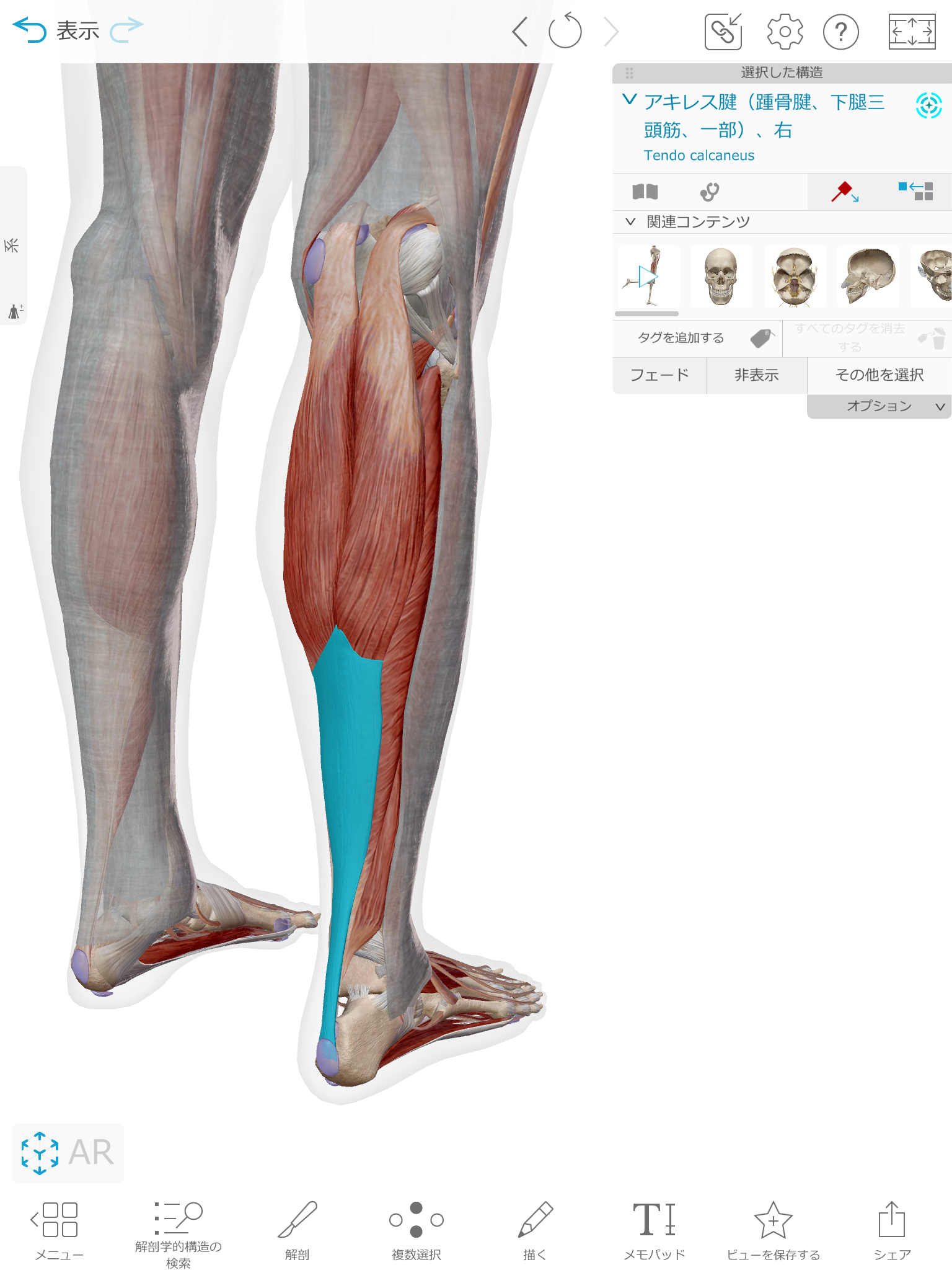 アキレス腱 解剖 アトラス | ラポール鍼灸接骨院